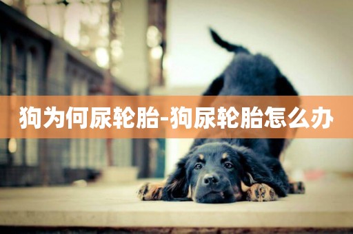 狗為何尿輪胎-狗尿輪胎怎么辦