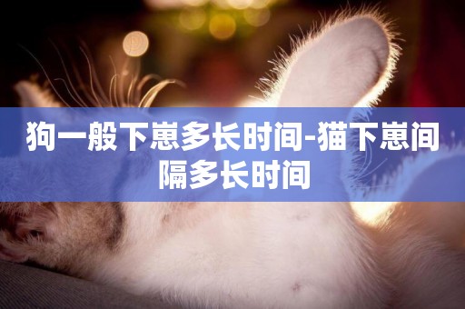 狗一般下崽多長時間-貓下崽間隔多長時間