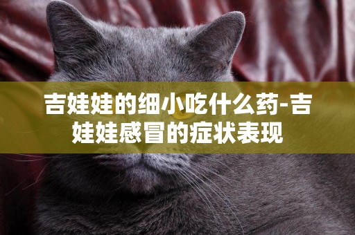 吉娃娃的細小吃什么藥-吉娃娃感冒的癥狀表現