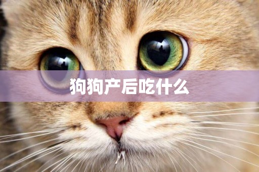 狗狗產后吃什么
