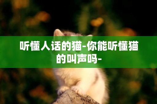 聽懂人話的貓-你能聽懂貓的叫聲嗎-