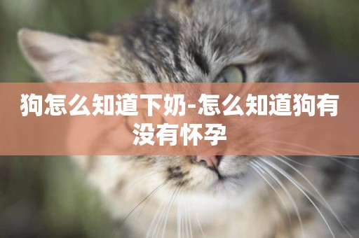 狗怎么知道下奶-怎么知道狗有沒有懷孕