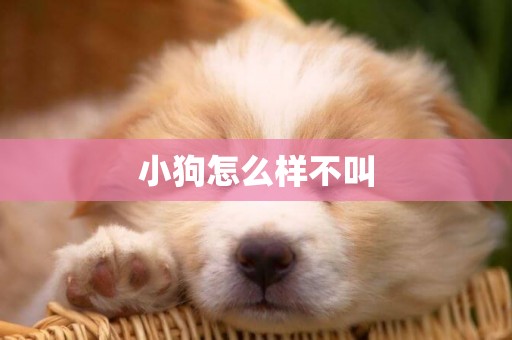 小狗怎么樣不叫