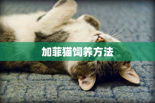 加菲貓飼養方法