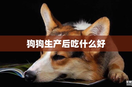 狗狗生產后吃什么好