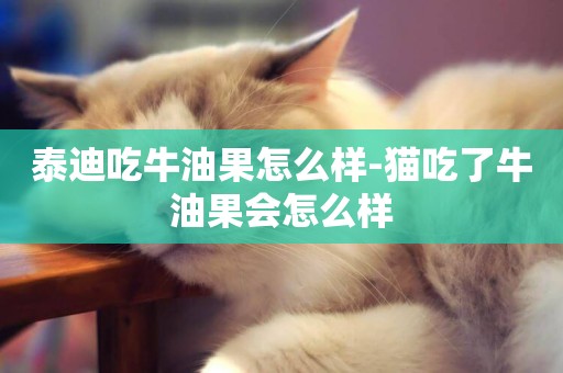 泰迪吃牛油果怎么樣-貓吃了牛油果會怎么樣