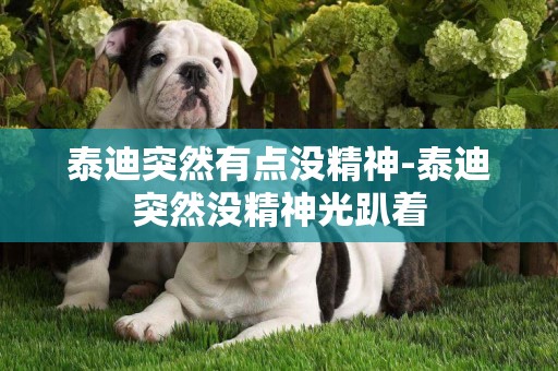 泰迪突然有點沒精神-泰迪突然沒精神光趴著
