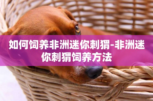 如何飼養非洲迷你刺猬-非洲迷你刺猬飼養方法