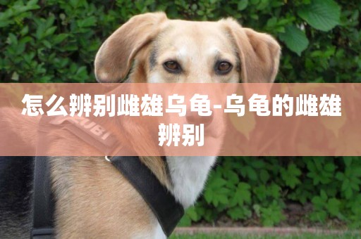 怎么辨別雌雄烏龜-烏龜的雌雄辨別