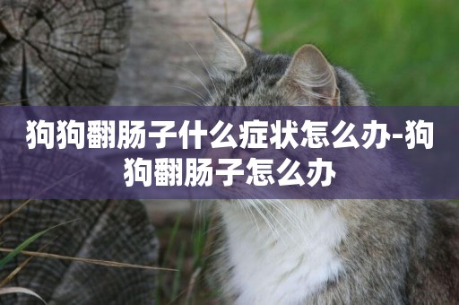 狗狗翻腸子什么癥狀怎么辦-狗狗翻腸子怎么辦