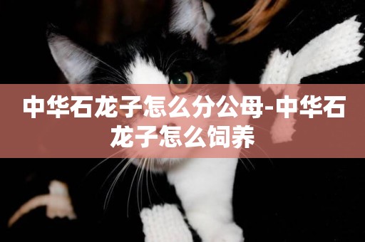 中華石龍子怎么分公母-中華石龍子怎么飼養