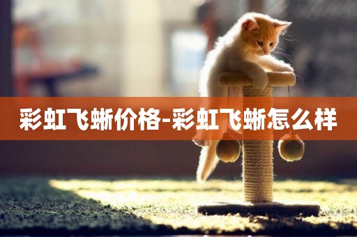 彩虹飛蜥價格-彩虹飛蜥怎么樣