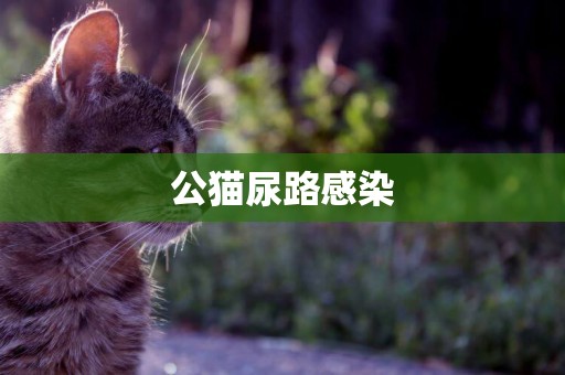 公貓尿路感染
