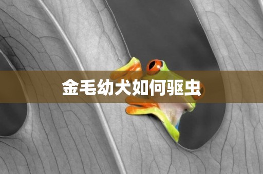 金毛幼犬如何驅蟲