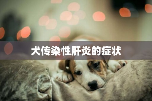 犬傳染性肝炎的癥狀