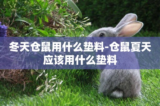 冬天倉鼠用什么墊料-倉鼠夏天應該用什么墊料