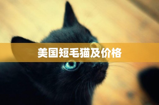 美國短毛貓及價格