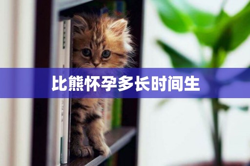 比熊懷孕多長時間生