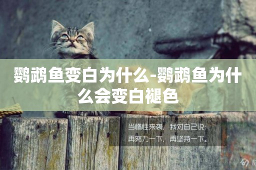 鸚鵡魚變白為什么-鸚鵡魚為什么會變白褪色