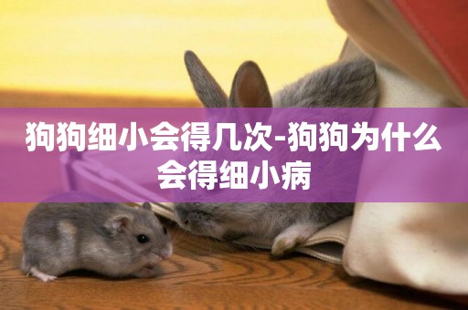 狗狗細小會得幾次-狗狗為什么會得細小病
