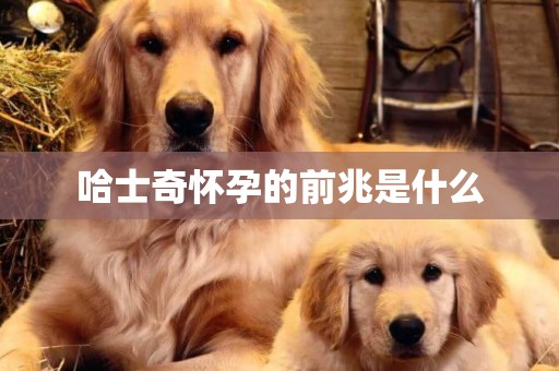 哈士奇懷孕的前兆是什么