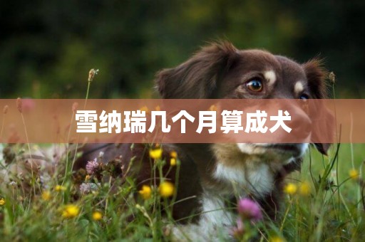 雪納瑞幾個月算成犬