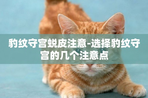 豹紋守宮蛻皮注意-選擇豹紋守宮的幾個注意點
