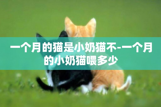 一個月的貓是小奶貓不-一個月的小奶貓喂多少
