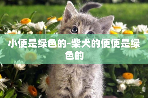 小便是綠色的-柴犬的便便是綠色的