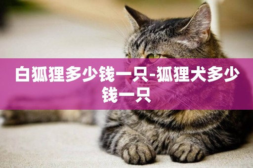 白狐貍多少錢一只-狐貍犬多少錢一只