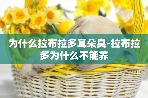 為什么拉布拉多耳朵臭-拉布拉多為什么不能養