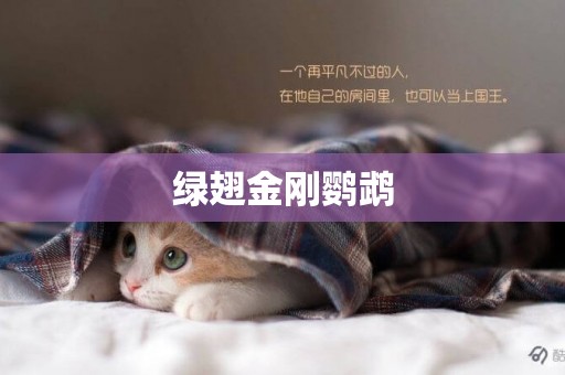 綠翅金剛鸚鵡