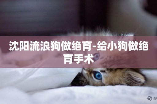 沈陽流浪狗做絕育-給小狗做絕育手術
