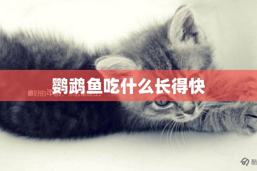 鸚鵡魚吃什么長得快