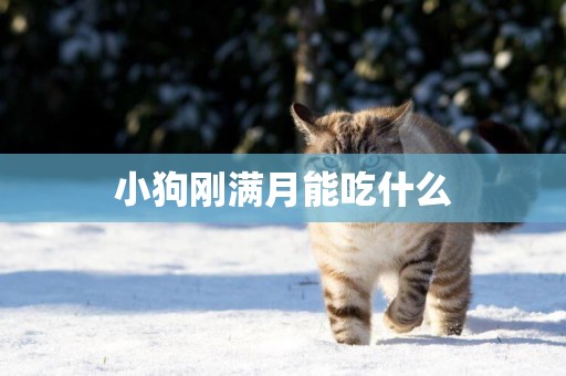 小狗剛滿月能吃什么