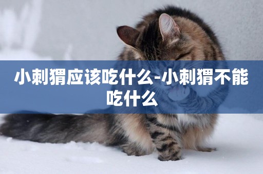 小刺猬應該吃什么-小刺猬不能吃什么