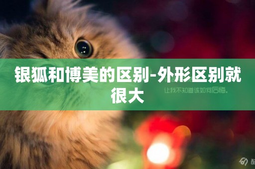 銀狐和博美的區別-外形區別就很大