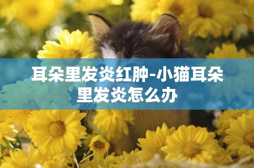 耳朵里發炎紅腫-小貓耳朵里發炎怎么辦