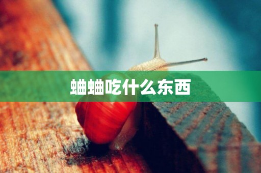 蛐蛐吃什么東西