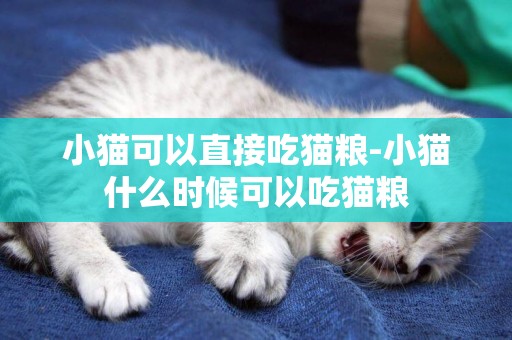 小貓可以直接吃貓糧-小貓什么時候可以吃貓糧