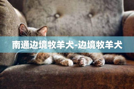南通邊境牧羊犬-邊境牧羊犬