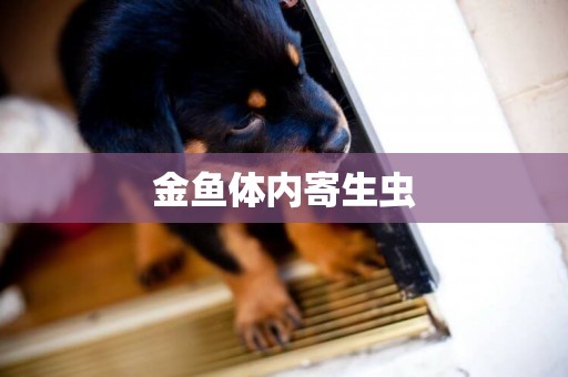 金魚體內寄生蟲