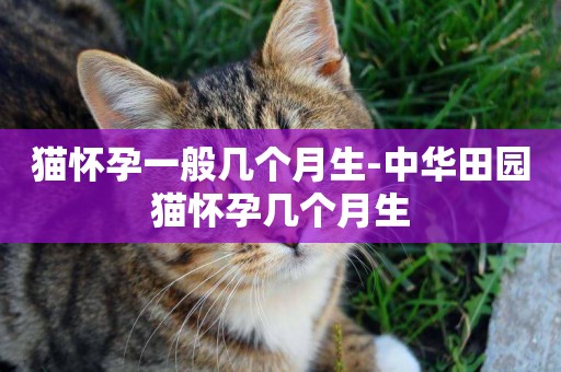 貓懷孕一般幾個月生-中華田園貓懷孕幾個月生