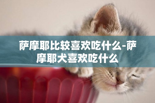 薩摩耶比較喜歡吃什么-薩摩耶犬喜歡吃什么