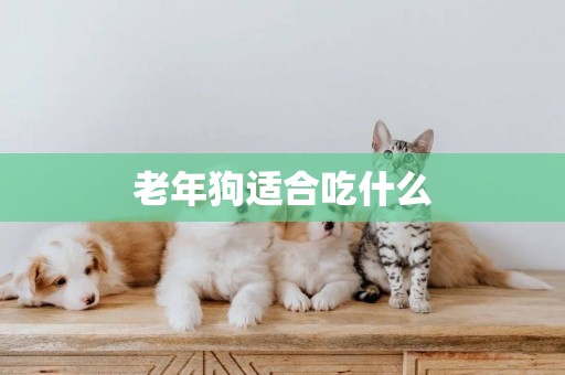 老年狗適合吃什么