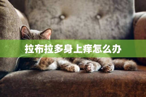 拉布拉多身上癢怎么辦