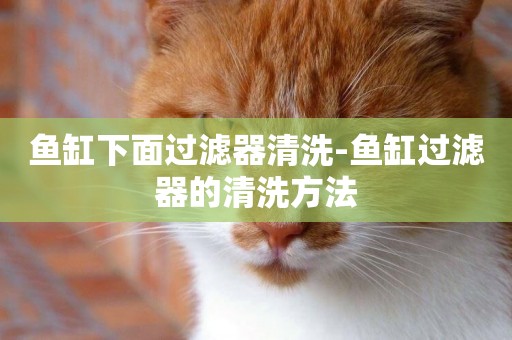 魚缸下面過濾器清洗-魚缸過濾器的清洗方法