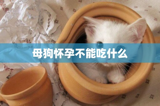 母狗懷孕不能吃什么