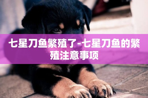 七星刀魚繁殖了-七星刀魚的繁殖注意事項