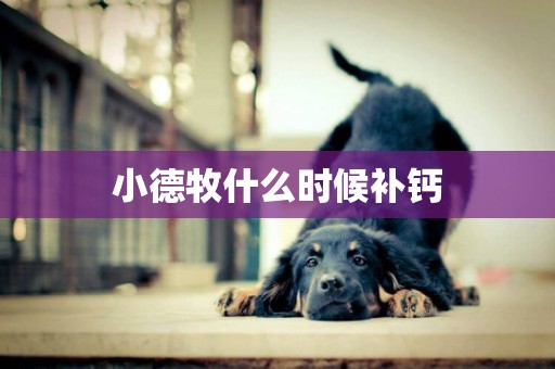小德牧什么時候補鈣